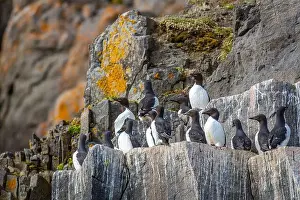 Groenlandsee Prints: Bird watching at the Alkefjellet between Spitsbergen and Nordaustlandet on Svalbard