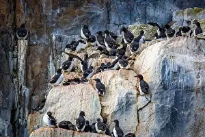 Groenlandsee Prints: Bird watching at the Alkefjellet between Spitsbergen and Nordaustlandet on Svalbard