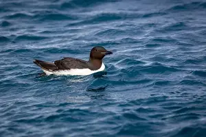 Groenlandsee Prints: Bird watching at the Alkefjellet between Spitsbergen and Nordaustlandet on Svalbard