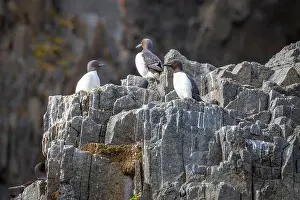 Groenlandsee Prints: Bird watching at the Alkefjellet between Spitsbergen and Nordaustlandet on Svalbard