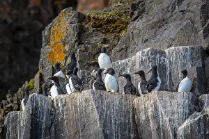 Groenlandsee Prints: Bird watching at the Alkefjellet between Spitsbergen and Nordaustlandet on Svalbard