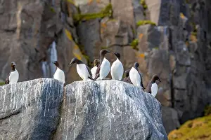 Groenlandsee Prints: Bird watching at the Alkefjellet between Spitsbergen and Nordaustlandet on Svalbard
