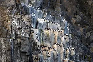 Groenlandsee Prints: Bird watching at the Alkefjellet between Spitsbergen and Nordaustlandet on Svalbard