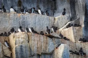Groenlandsee Prints: Bird watching at the Alkefjellet between Spitsbergen and Nordaustlandet on Svalbard