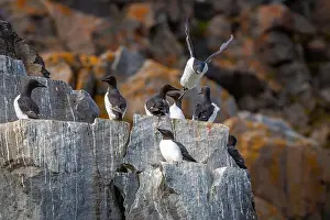 Groenlandsee Prints: Bird watching at the Alkefjellet between Spitsbergen and Nordaustlandet on Svalbard