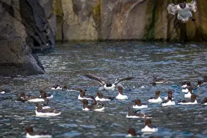 Bird watching at the Alkefjellet between Spitsbergen and Nordaustlandet on Svalbard, Norway