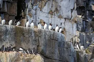 Groenlandsee Prints: Bird watching at the Alkefjellet between Spitsbergen and Nordaustlandet on Svalbard