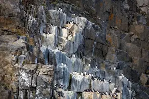 Groenlandsee Prints: Bird watching at the Alkefjellet between Spitsbergen and Nordaustlandet on Svalbard