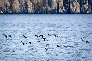 Groenlandsee Prints: Bird watching at the Alkefjellet between Spitsbergen and Nordaustlandet on Svalbard