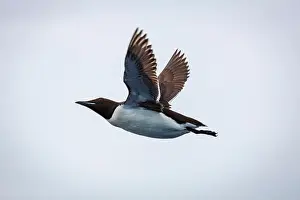 Groenlandsee Prints: Bird watching at the Alkefjellet between Spitsbergen and Nordaustlandet on Svalbard