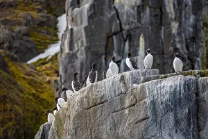 Groenlandsee Prints: Bird watching at the Alkefjellet between Spitsbergen and Nordaustlandet on Svalbard