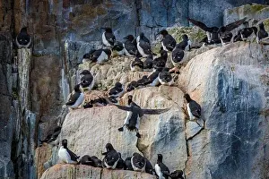 Groenlandsee Prints: Bird watching at the Alkefjellet between Spitsbergen and Nordaustlandet on Svalbard