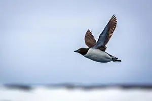 Groenlandsee Prints: Bird watching at the Alkefjellet between Spitsbergen and Nordaustlandet on Svalbard