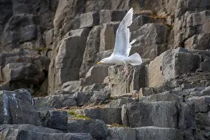 Groenlandsee Prints: Bird watching at the Alkefjellet between Spitsbergen and Nordaustlandet on Svalbard