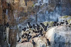 Groenlandsee Prints: Bird watching at the Alkefjellet between Spitsbergen and Nordaustlandet on Svalbard