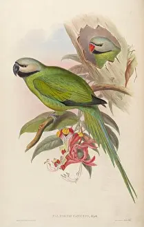 Lively Prints: Birds of Asia, by John Gould, pub