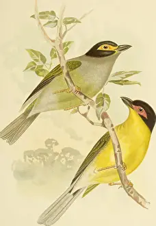 Booksubjectbirds Prints: The birds of Australia. Birds