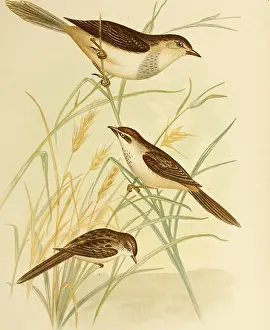 Booksubjectbirds Prints: The birds of Australia. Birds. G J Bromowski