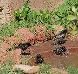 Cooling Prints: Birds bathing in a small pond of water on a hot day in a garden