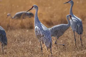 Michael Schertz Prints: Birds of Bosque de Apache National Wildlife Refuge