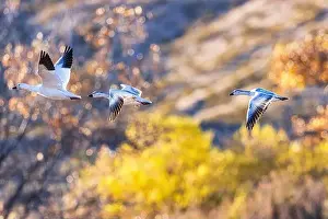 Snow Geese Prints: Birds of Bosque de Apache National Wildlife Refuge