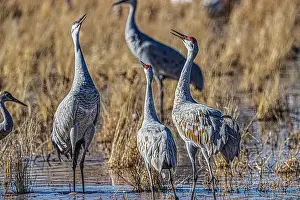 Michael Schertz Prints: Birds of Bosque de Apache National Wildlife Refuge