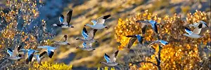 Snow Geese Prints: Birds of Bosque de Apache National Wildlife Refuge