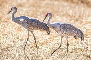 Michael Schertz Prints: Birds of Bosque de Apache National Wildlife Refuge
