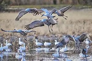 Snow Geese Prints: Birds of Bosque de Apache National Wildlife Refuge