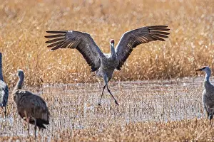 Michael Schertz Prints: Birds of Bosque de Apache National Wildlife Refuge