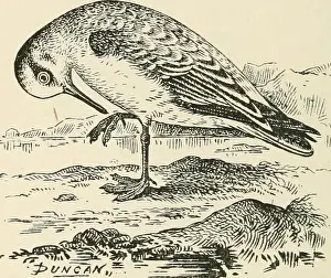 Bookyea Prints: Birds of the British Isles. Birds -- Great Britain; Birds -- Ireland