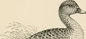 Birds of the British Isles. Birds -- Great Britain; Birds -- Ireland