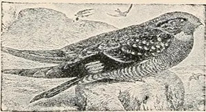 Bookdecade1890 Prints: The birds of eastern North America : known to occur east of the ninetieth meridian