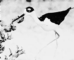 Bookcollectionbiodiversity Prints: Where to find birds and enjoy natural history in Florida