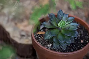 Landscape Design Prints: Birds eye view of an Acheveria variety, a potted succulent