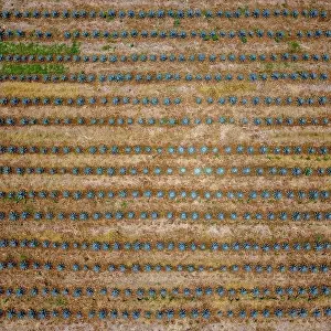Sowing Prints: A bird's eye view of an agave field