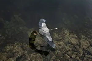 Outstretched Prints: Bird's eye view of a great blue heron flying above moody waters