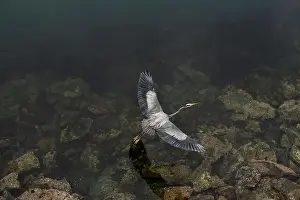 Outstretched Prints: Bird's eye view of a pacific blue heron flying over dark waters