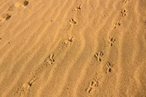 Trace Prints: Birds footprints on sand beach in sunny day