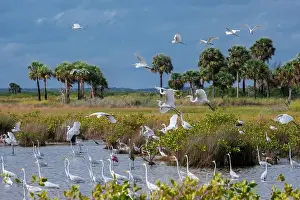 Mangrove Prints: Birds in marsh at Merritt Island National Wildlife Refuge, Florida