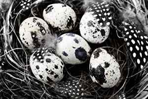 Birds nest with eggs (easter composition)