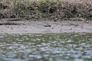 Wildlife Observation Prints: Birds seen along a riverboat cruise in Costa Rica