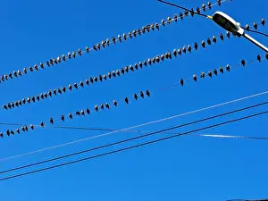 Canadian North Prints: Birds sitting on a wire in Petty Harbour–Maddox Cove, Newfoundland & Labrador, Canada