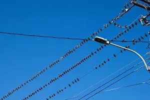 Canadian North Prints: Birds sitting on a wire in Petty Harbour–Maddox Cove, Newfoundland & Labrador, Canada