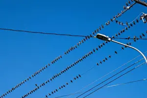 Canadian North Prints: Birds sitting on a wire in Petty Harbour–Maddox Cove, Newfoundland & Labrador, Canada