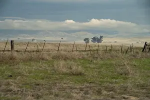 Agricultural Land Prints: Birds soar over a rural fence line near the foothills of the Sierra Nevada