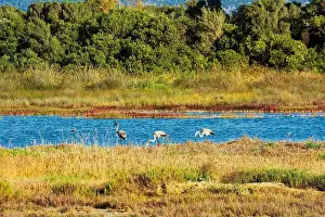 Habitat Conservation Prints: Birds wade in Gialova Lagoon, a biodiverse wetland near Pylos
