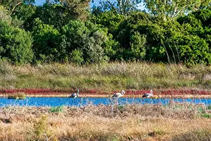 Birds wade in Gialova Lagoon, a biodiverse wetland near Pylos