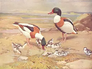 Ducklings Prints: BIRDS. Wildfowl. Sheldrake (right) Shelduck and Ducklings 1924 old print