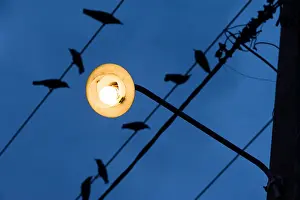 Panic Prints: Birds on a wire. Yellow street lamp against a dark blue sky